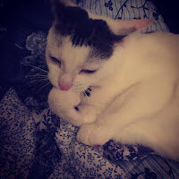 Bodega the cat