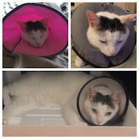 cat elizabeth collar
